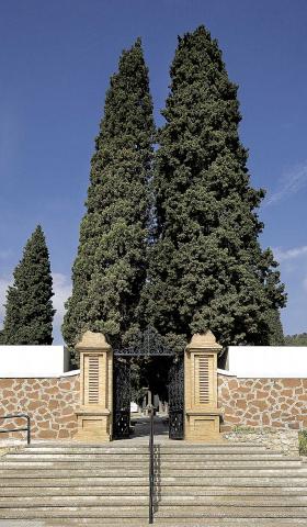 Cervello